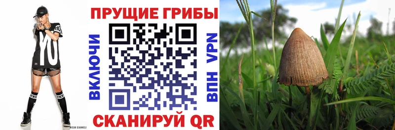 Галлюциногенные грибы Psilocybine cubensis  Купить  Новый Уренгой 